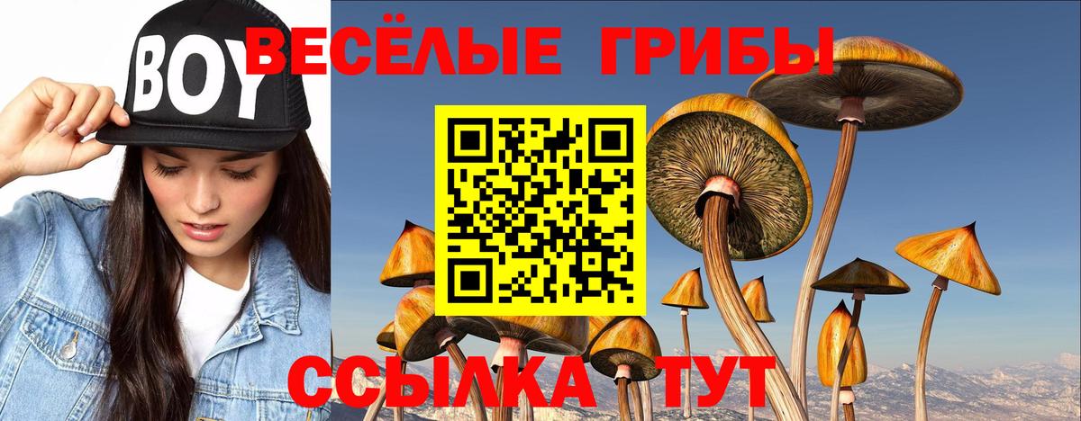 Псилоцибиновые грибы Psilocybine cubensis Краснокамск